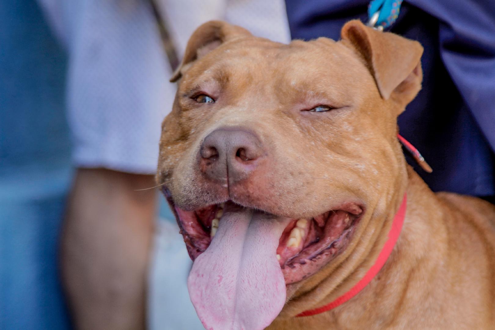 Inscrições para castração de cães e gatos gratuitas acontecem neste