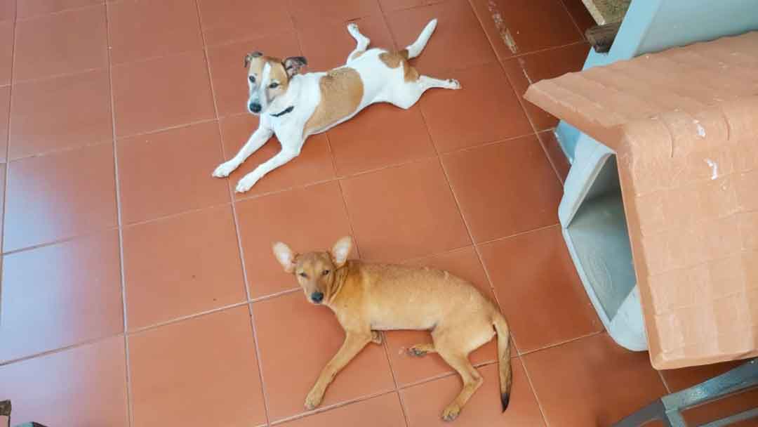 Momento Pet-Fofura De Laika E Tiquira