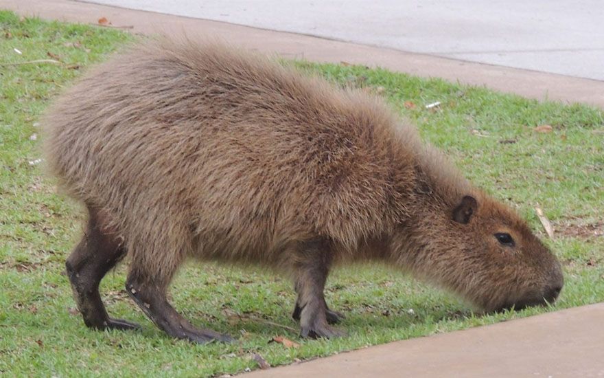 Corpo De Bombeiros Resgata Capivara No São João