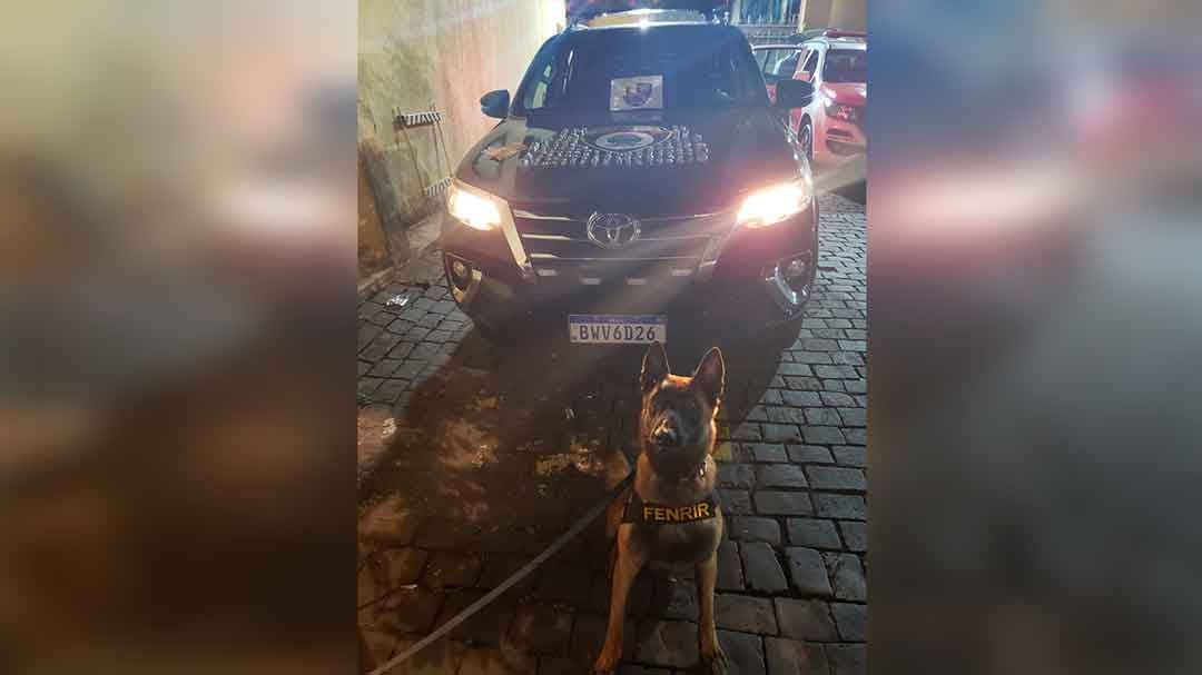 Cão Farejador Da Gcm Acha Maconha