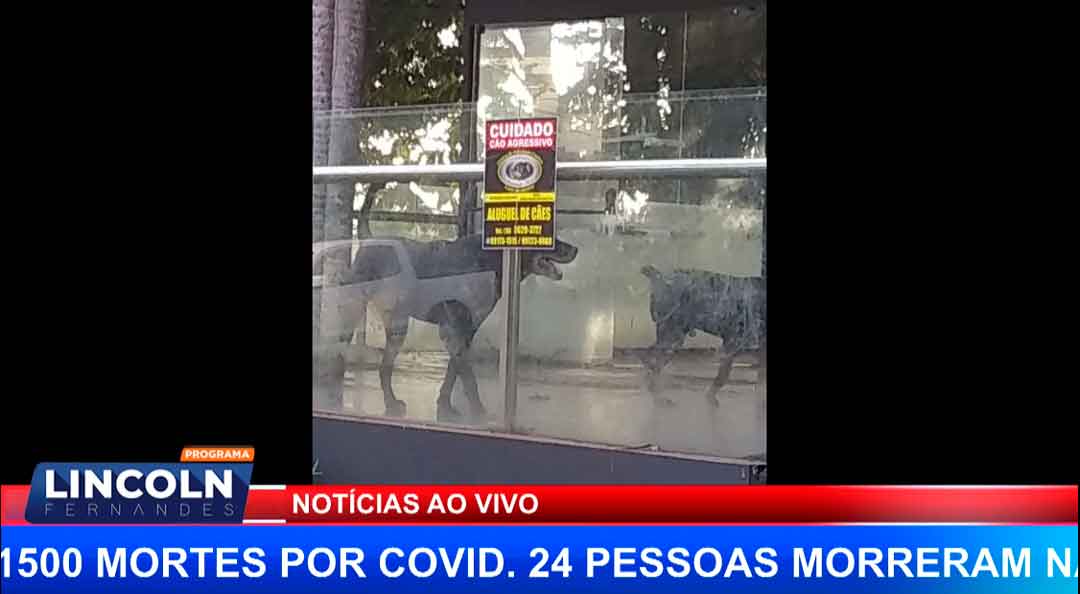 Denuncia De Maus Tratos A Animais