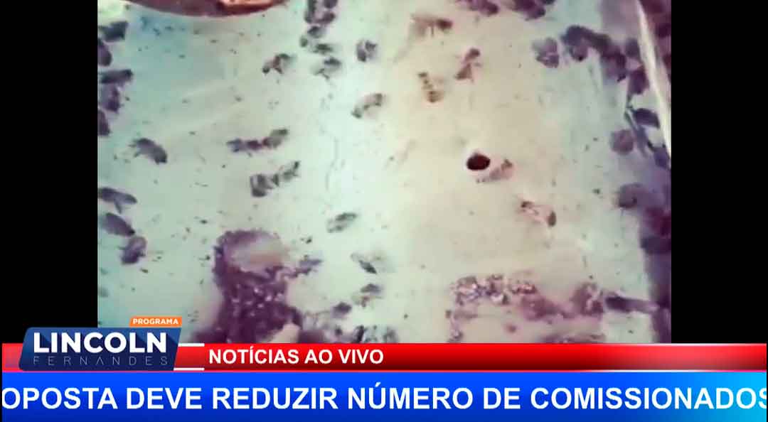 Enxame De Abelhas E Corte De Árvores Na Paschoal Innechi