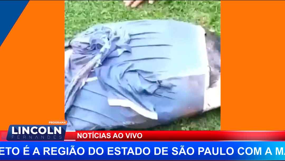 Peixe Com Mais De 30 Kg Foi Pego No Centro De Jaboticabal