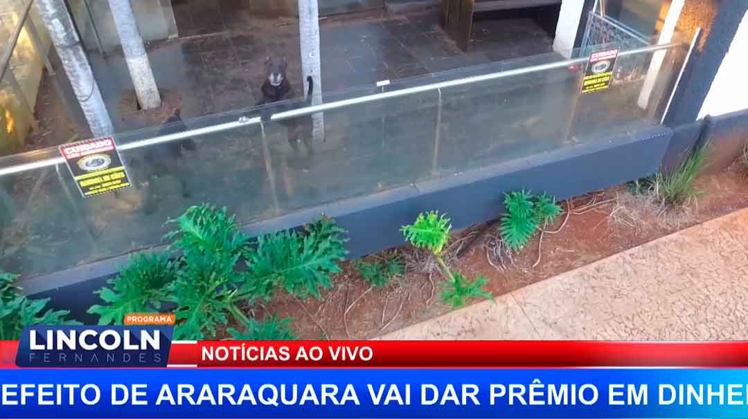 Polêmica Sobre Aluguel De Cães De Guarda