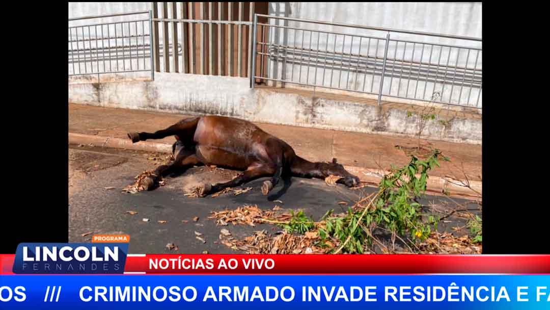 Cavalo Morto Fica Na Rua Desde Sábado Sem Ser Removido