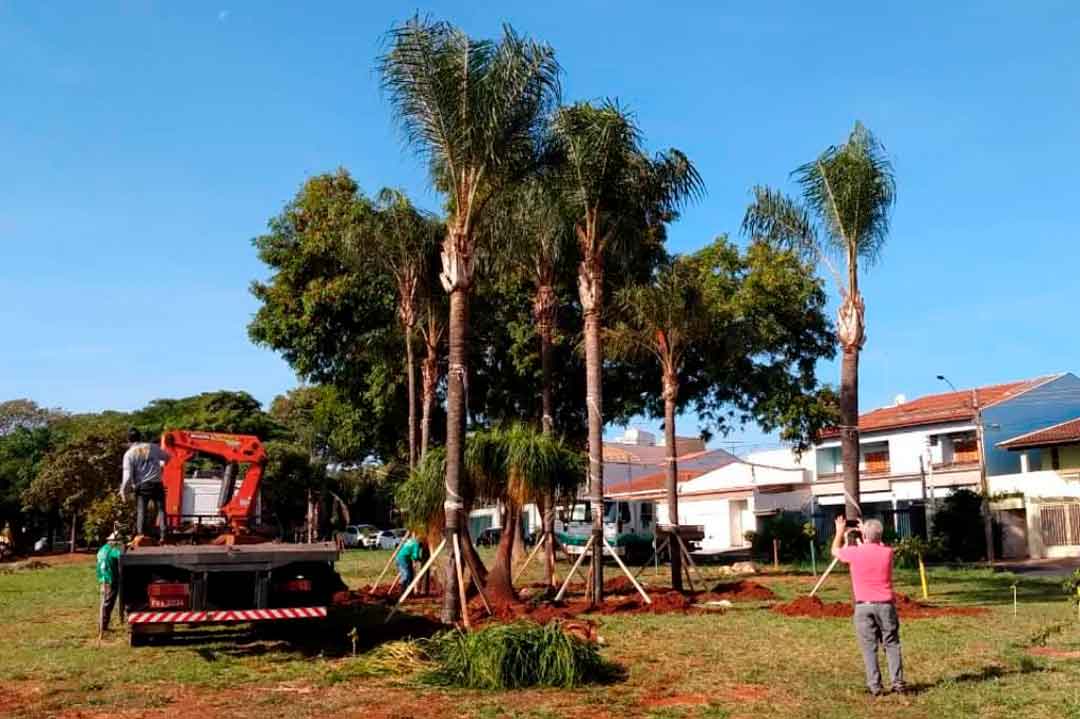 Palmeiras Da Rotatória Da Avenida Independência São Replantadas