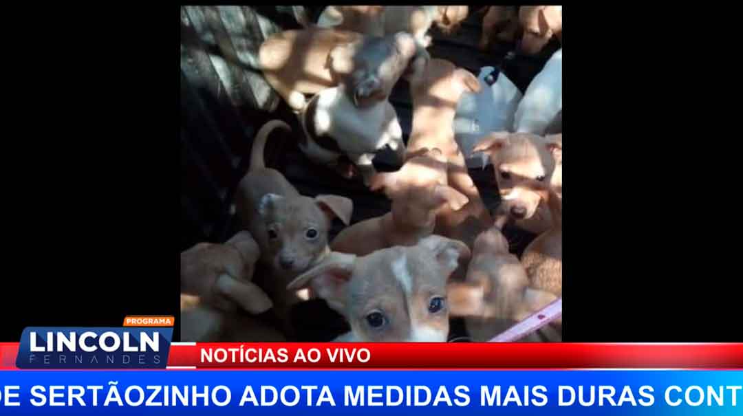 Absurdo! Mais De 180 Cães São Resgatados Em Uma Casa Do Jd.  Califórnia