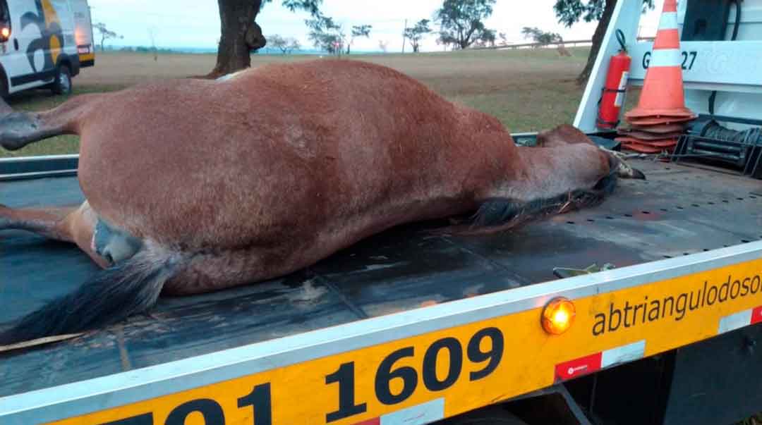 Caminhão Atropela Dois Cavalos Na Rodovia Carlos Tonani Próximo A Barrinha