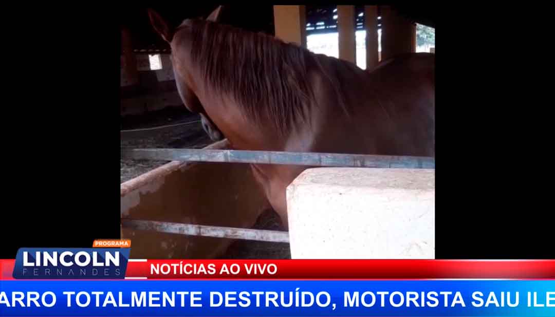 Cavalo É Sacrificado Indevidamente E Caso Vai Parar Na Justiça