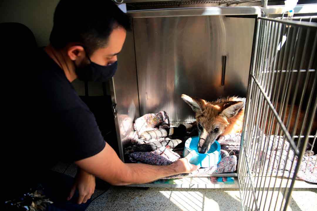 Lobo-Guará Resgatado Na Região É Encaminhado Ao Bosque Fábio Barreto Para Reabilitação