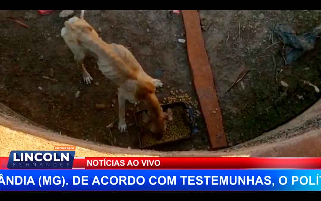 Mulher É Presa Por Maus Tratos A Animais Em Ribeirão Preto