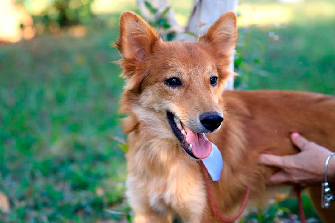 Prefeitura Promove Feira De Adoção Animal Permanente