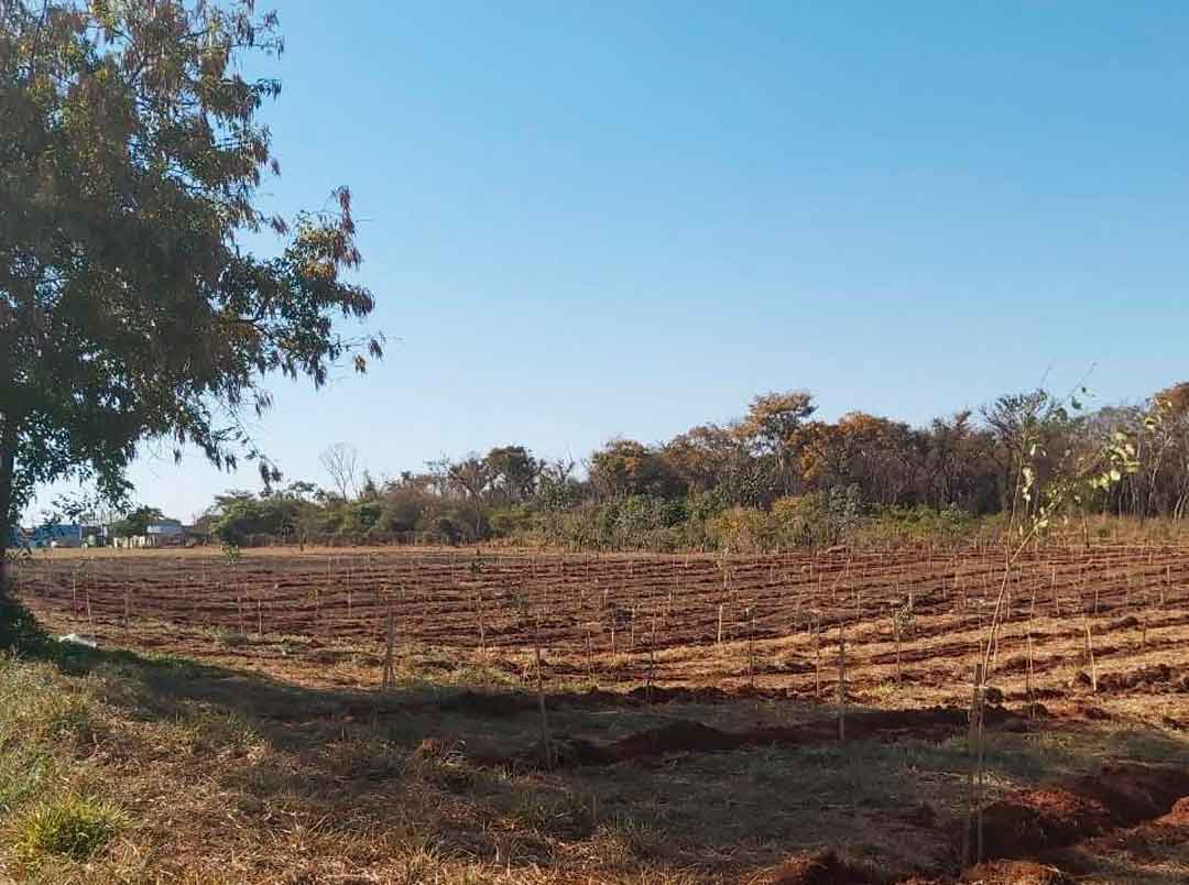 Meio Ambiente Viabiliza Plantio De Duas Mil Mudas Na Região Leste