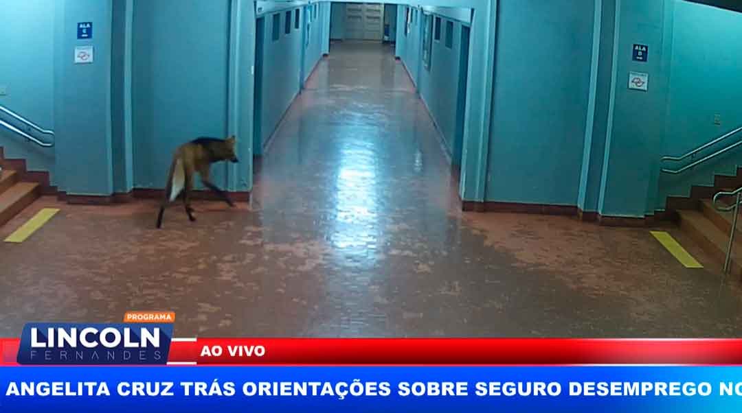 Lobo É Visto Passeando Nos Corredores Do Prédio Da Usp Em Pirassununga