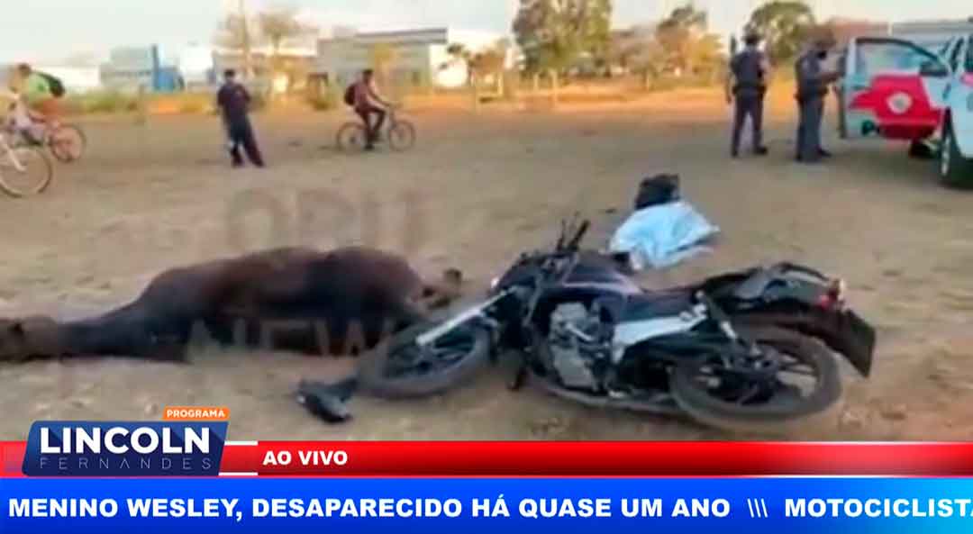 Motociclista Atropela Cavalo Em Ribeirão Preto, Ambos Perderam A Vida