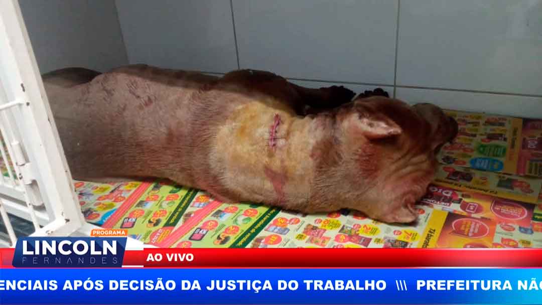 Pitbull Ataca A Prórpia Dona E Marido Esfaqueia O Cão Na Cidade De Franca