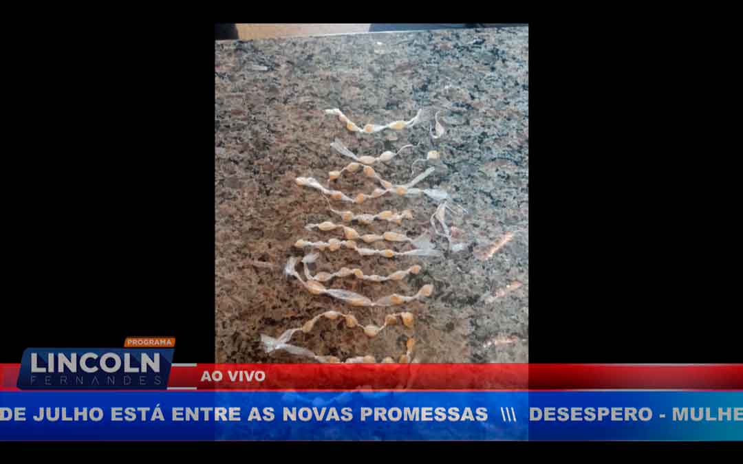 Polícia Faz Apreensão De Drogas Em Bebedouro