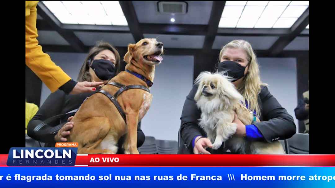 Ribeirão Preto Terá Hospital Para Animaizinhos, Os Famosos Pets!