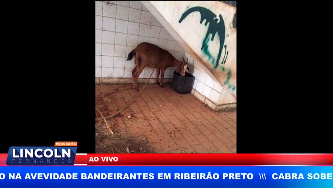 Cabra Sobe Em Telhado De Antiga Cervejaria De Ribeirão Preto E Mobiliza Bombeiros