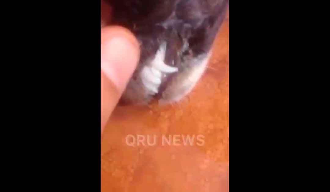 Cachorrinha É Encontrada Com A Boca Colada Com Superbonder