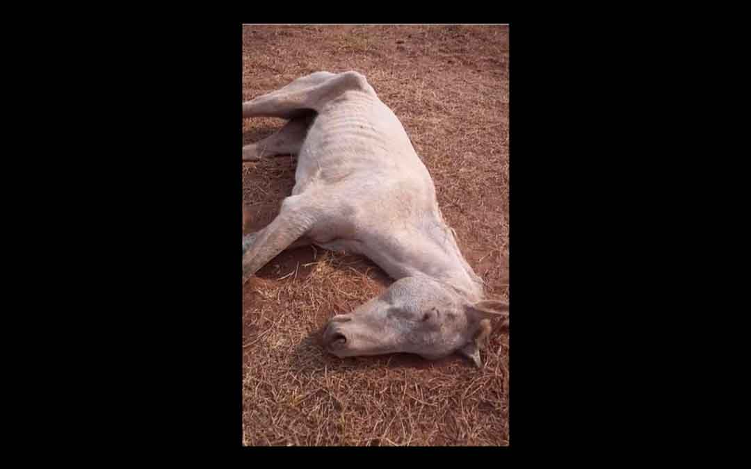 Moradores De Ribeirão Preto Denunciam Abandono De Animais  Proximo A Rodovia Anguera