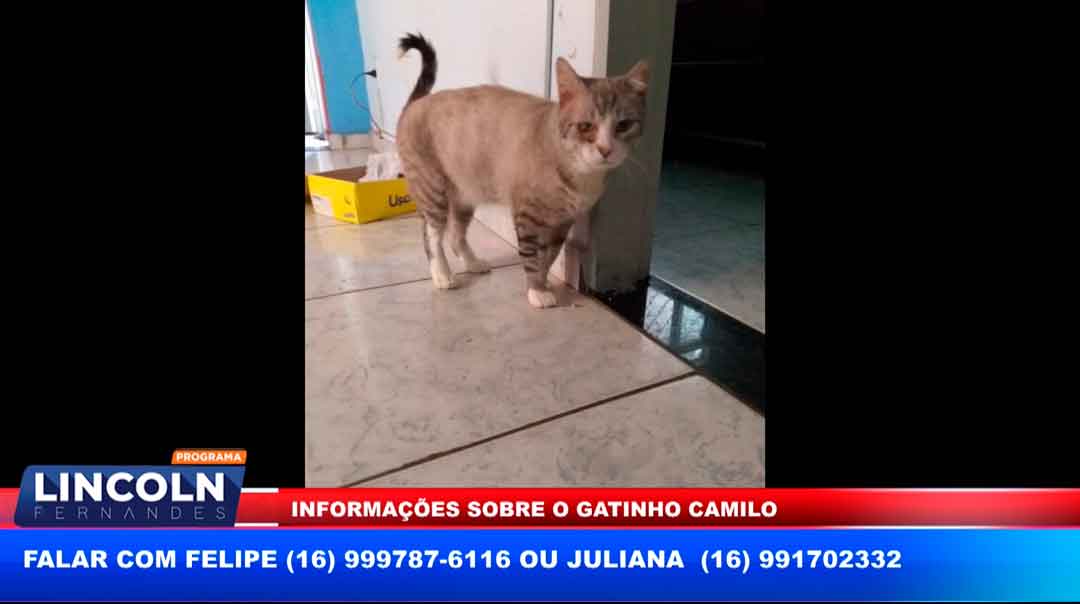 Família Procura Gato Especial Que Fugiu Na Vila Tiberio Em Ribeirao Preto