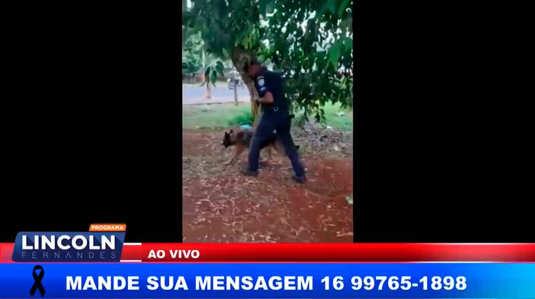 Gcm Com Apoio Do K9 Black Apreendeu Mais Drogas Em Ribeirão Preto