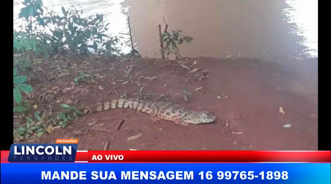 Gcm De Guaíra Sp Resgata Jacaré Que Estava Em Um Canteiro De Obras