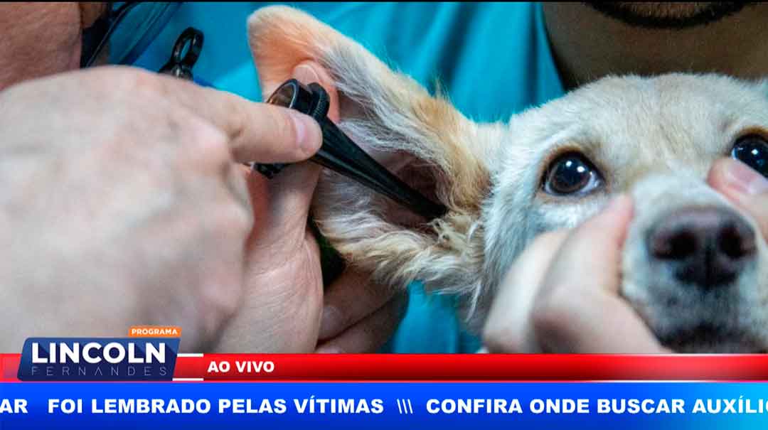 Hospital Público Veterinário Deve Ficar Na Zona Norte De Ribeirão