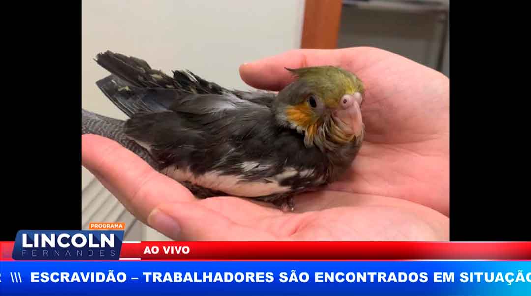 Morre Calopsita Mordida Pelo Próprio Dono