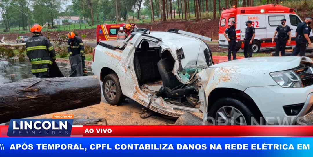 Motorista Se Recupera Após Eucalipto Cair Sobre Carro