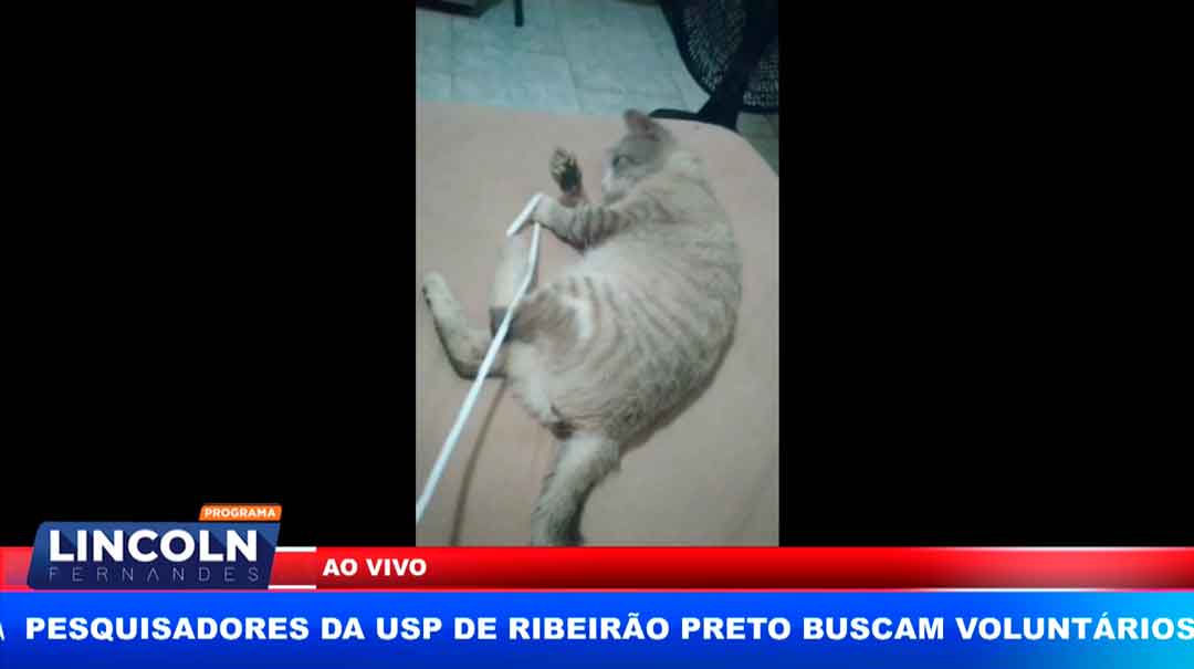 O Gato Camilo Voltou Pra Casa