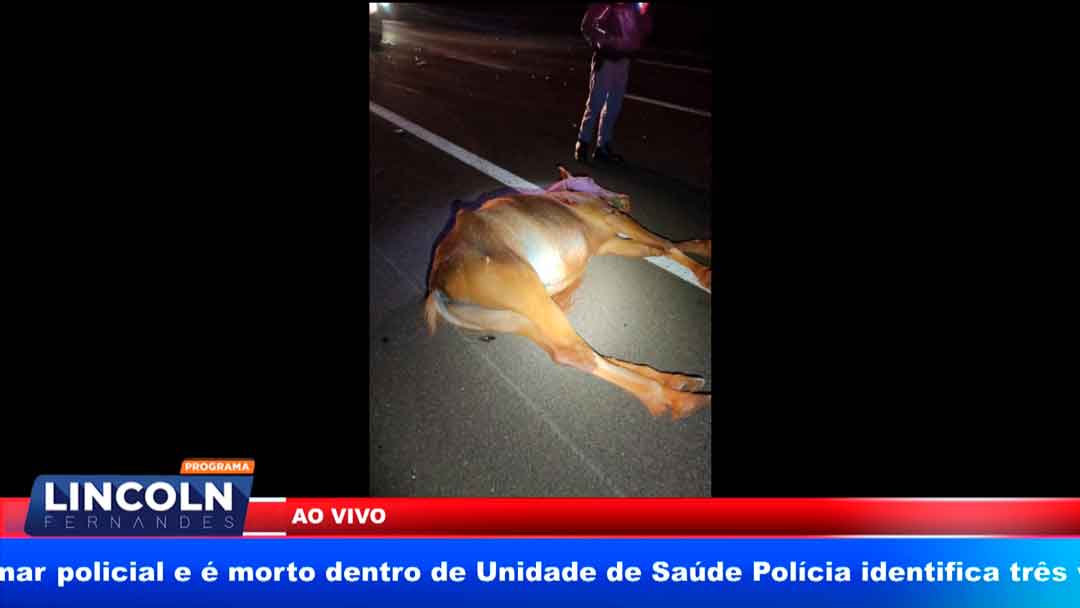 Jogadora De Vôlei De Cravinhos Morre Ao Atropelar Cavalo Na Rodovia Anhanguera