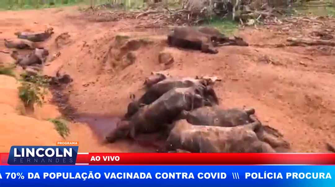 Polícia Ambiental Descobre Maus Tratos Contra Búfalos Em Fazenda