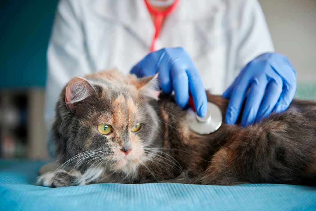 Projeto De Lei Qualifica Os Para Gerir Estabelecimentos Veterinários Em Ribeirão Preto