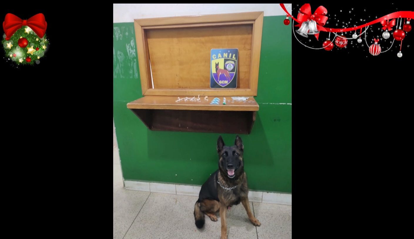 Com Ajuda De Cães Farejadores, Guarda Metropolitana Faz Nova Apreensão De Drogas