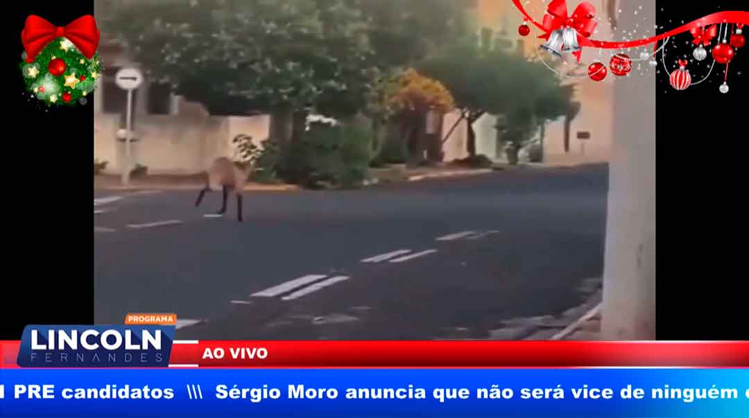 Família Se Tranca Em Quarto Para Fugir De Lobo Que Invadiu Residência