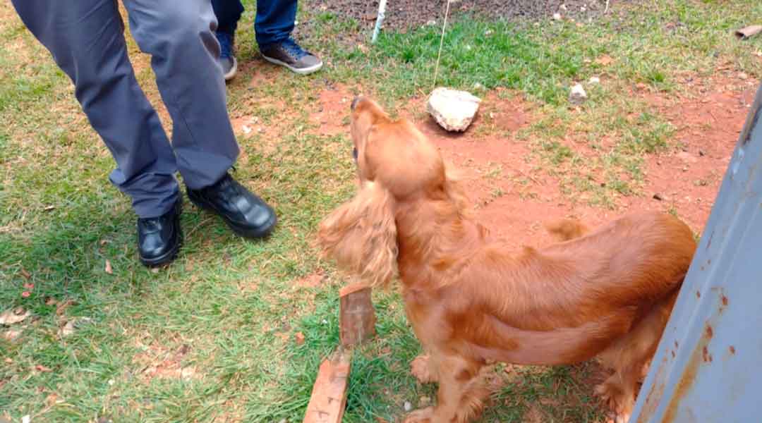 Homem É Preso Por Bater Em Cachorros