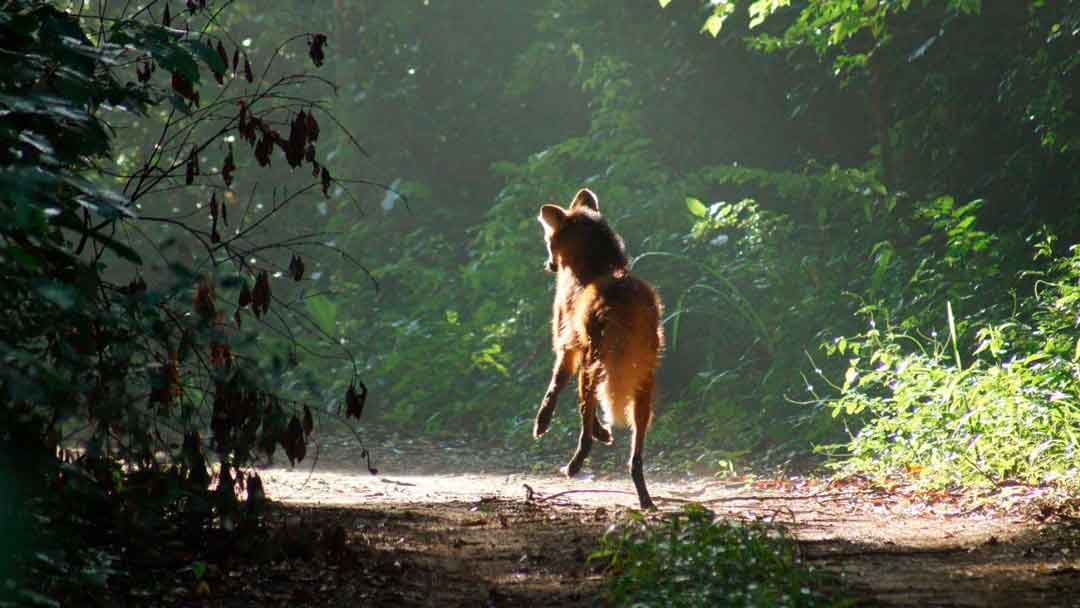 Loba-Guará Ganha “Uma Nova Chance”