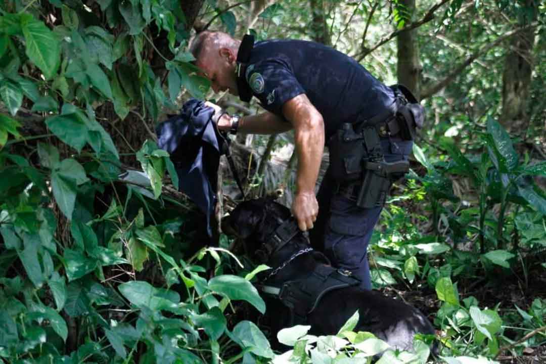 Canil De Ribeirão Preto Realiza Treinamento Básico De Busca E Captura