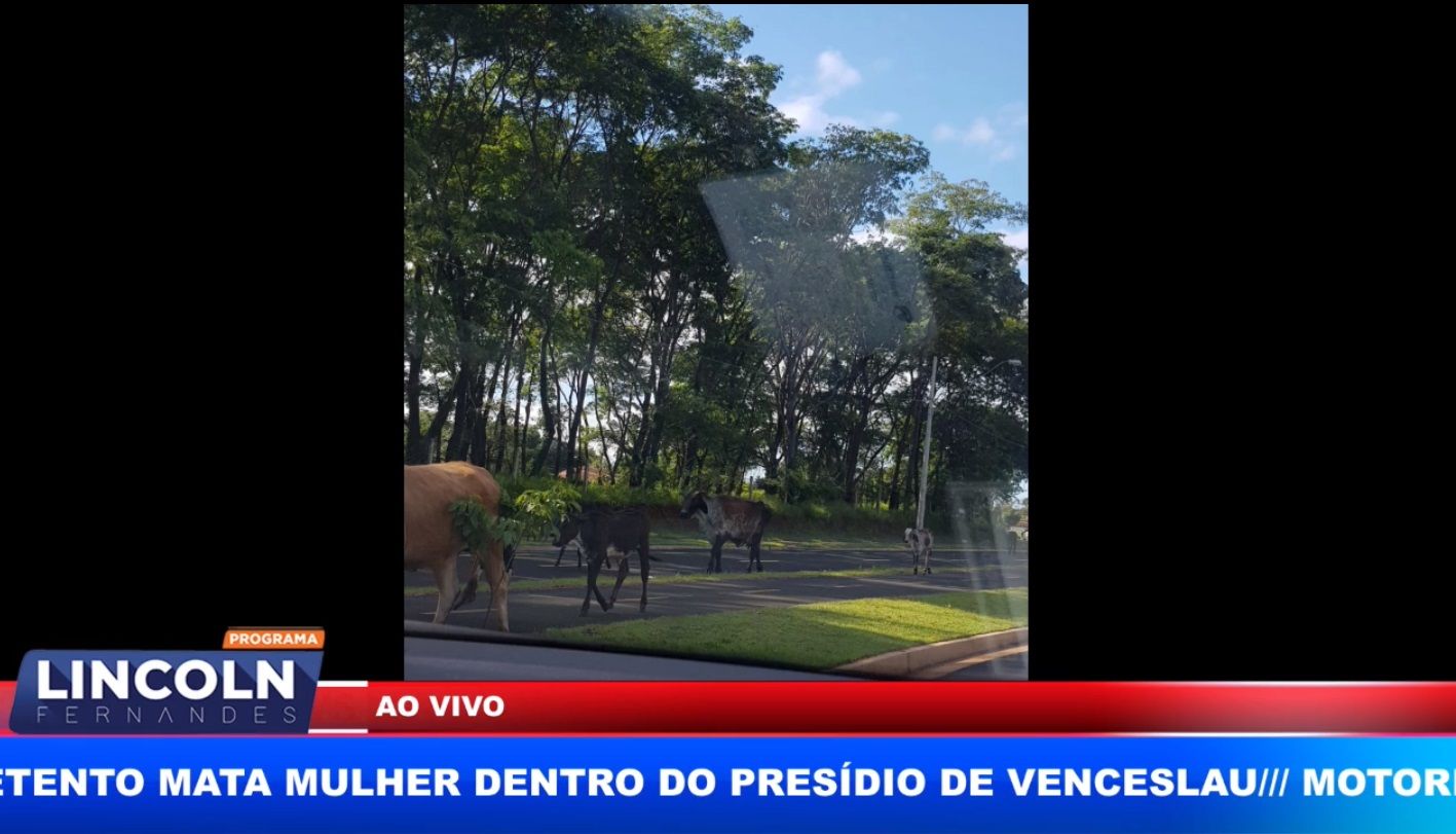 Flagrante De Vacas Soltas Nas Ruas De Ribeirão Preto