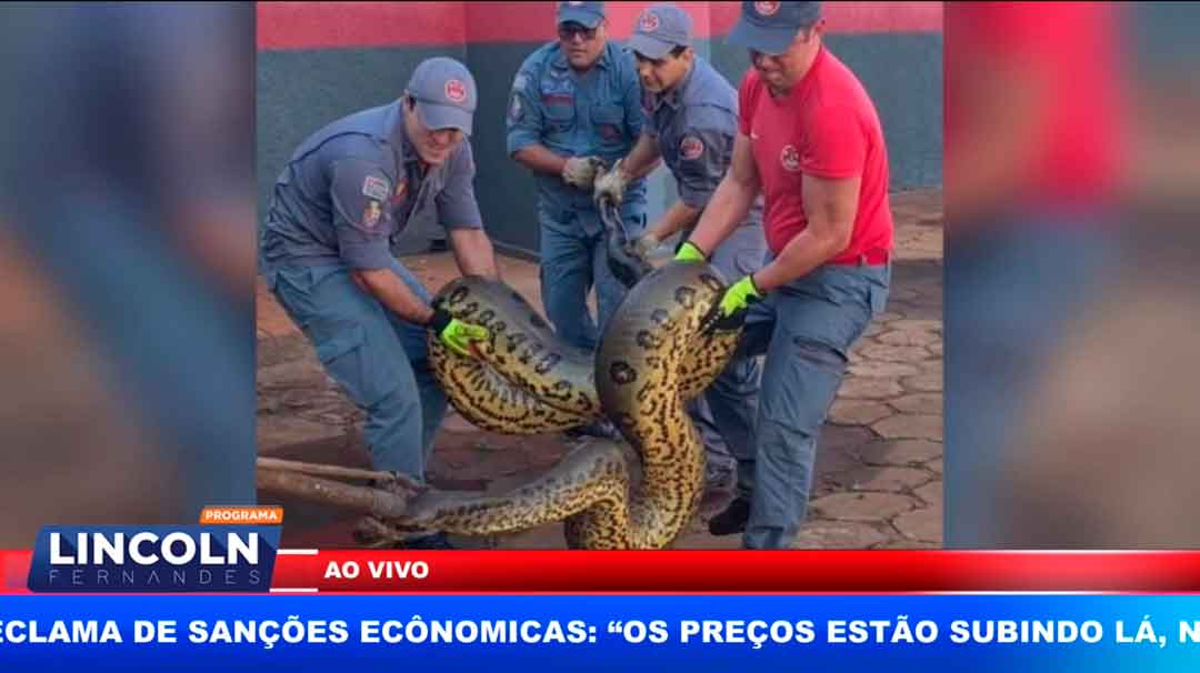 Bombeiros Resgatam Sucuri Gigante Na Área Urbana De Barretos