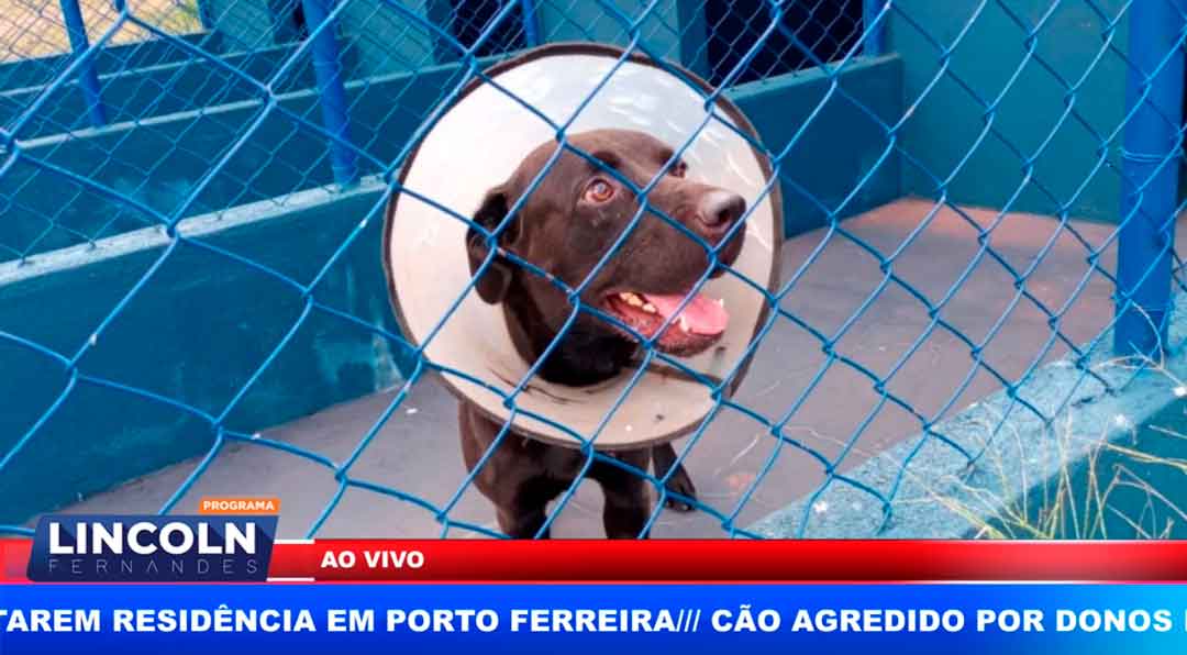 Cão Agredido Por Donos Em Guaíra Recebe Alta De Hospital Veterinário