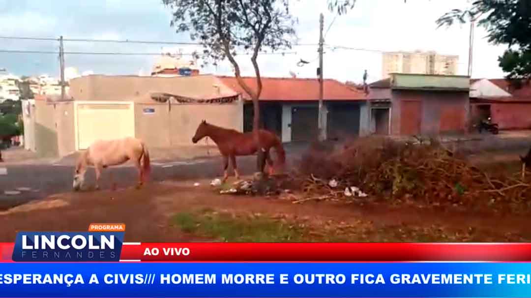 Flagrante De Cavalos Soltos, Pastando Em Praça No Jd. Anhanguera