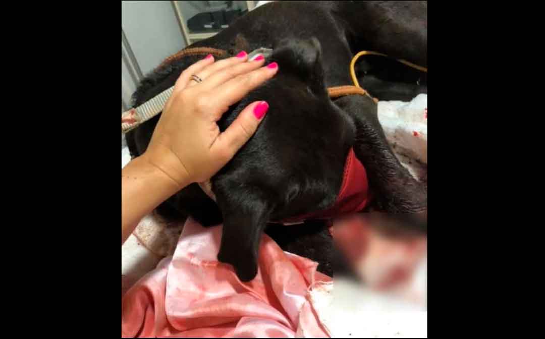 Pai E Filho Que Espancaram Cachorro Em Guaíra Deixam A Prisão