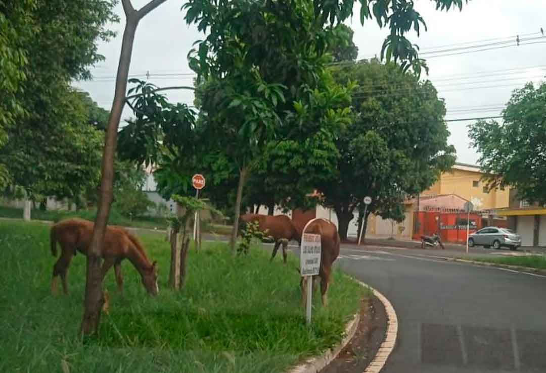 Dbea Realiza Trabalho De Conscientização Sobre A Guarda Responsável De Animais De Médio E Grade Porte