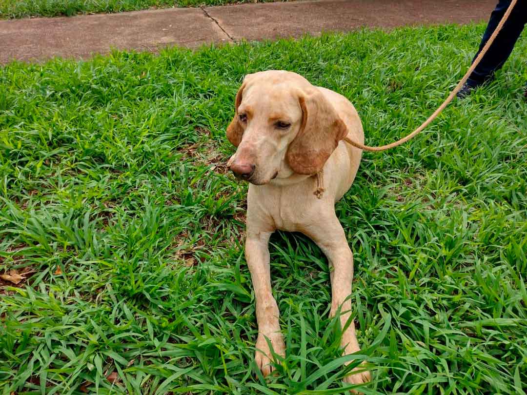 Divisão De Bem-Estar Animal Está Com Inscrições Abertas Para Castrações