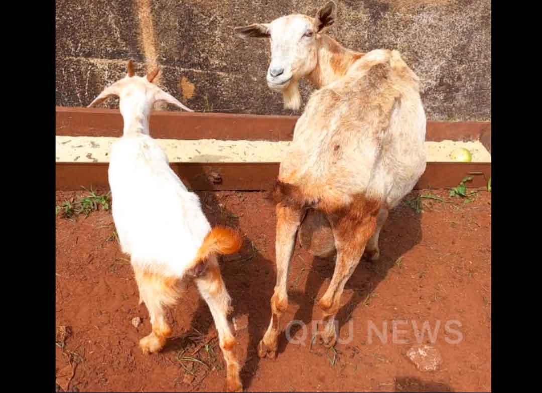 Ladrões Furtam Cabra E Cabritos De Estimação Em Sítio