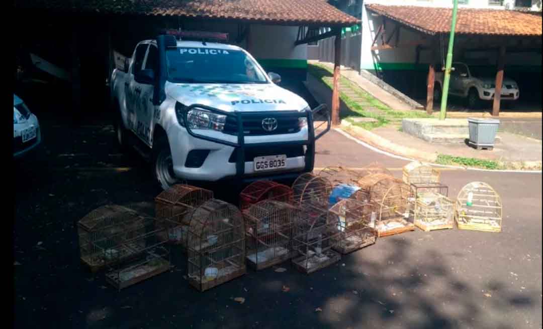 Polícia Ambiental Apreende Aves Silvestres Em Cativeiro Na Cidade De Franca E Multa Suspeito Em R$7 Mil