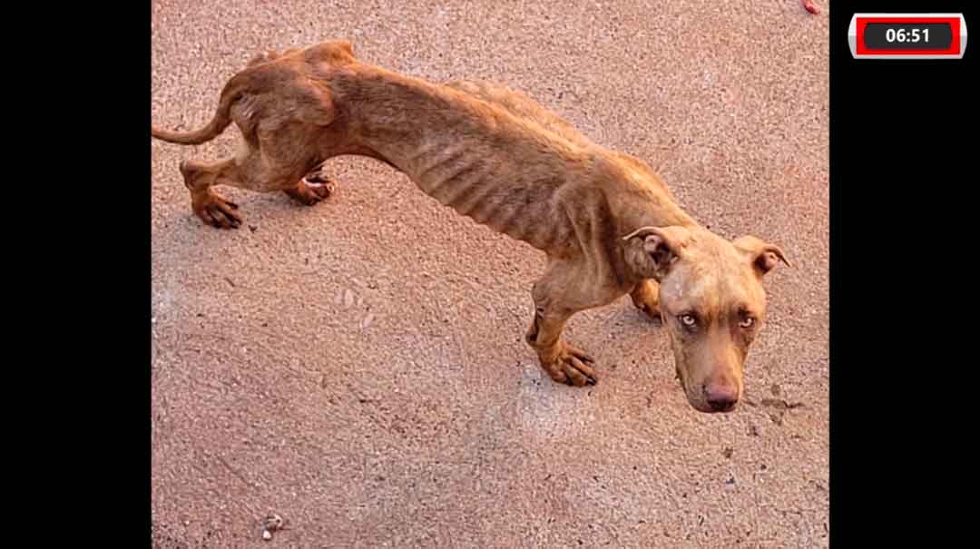 Polícia Resgata Animais Subnutridos E Em Situação De Canibalismo Em Sertãozinho